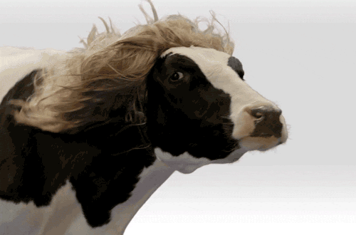 giphy-cow