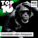 TOP 10 – Curiosidades sobre chimpanzés