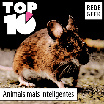 TOP 10 – Animais mais inteligentes